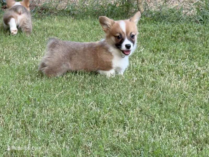 Fluff carrier – Pembroke Welsh Corgi puppy for sale in Nashville, AR