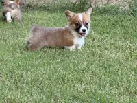 Fluff carrier, a male Pembroke Welsh Corgi for sale in Nashville, AR – 3 of 9