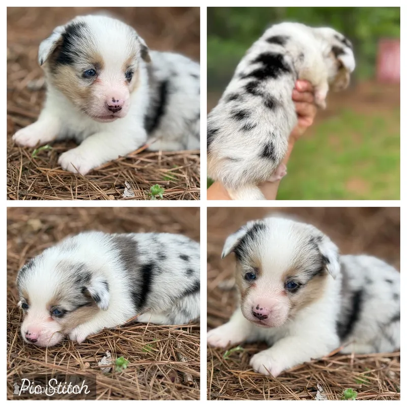 Merlin – Pembroke Welsh Corgi puppy for sale in Nashville, AR
