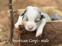 Merlin, a male Pembroke Welsh Corgi for sale in Nashville, AR – Photo 2 of 2