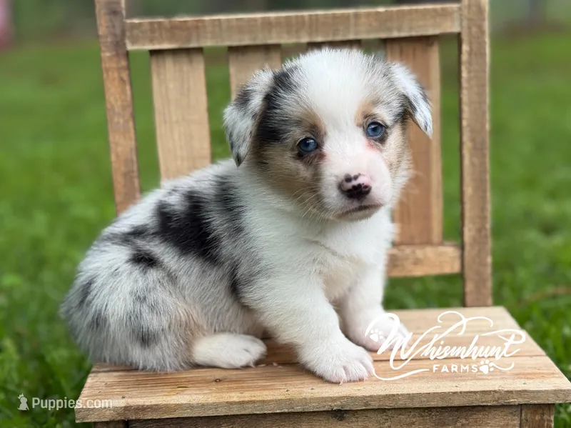 Merlin – Pembroke Welsh Corgi puppy on hold in Nashville, AR