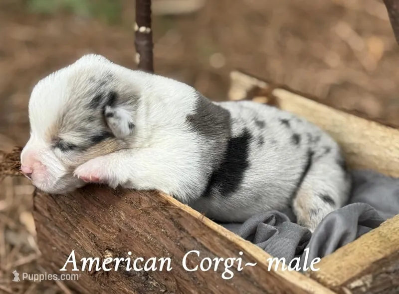 Merlin – Pembroke Welsh Corgi puppy for sale in Nashville, AR
