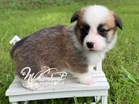 TC sable , a male Pembroke Welsh Corgi for sale in Nashville, AR – 3 of 3