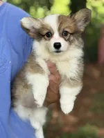 Fluffy Sable girl, a female Pembroke Welsh Corgi for sale in Nashville, AR – 1 of 10