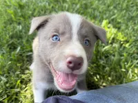 Lilac Boy, a male Border Collie for sale in Nashville, AR – 5 of 10