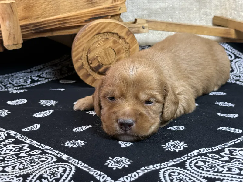 Dark cream  – Miniature Dachshund puppy for sale in Nashville, AR