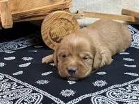 Dark cream , a male Miniature Dachshund for sale in Nashville, AR – 1 of 4