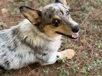 Sofia, a female Cardigan Welsh Corgi and Pembroke Welsh Corgi for sale in Nashville, AR – 2 of 4