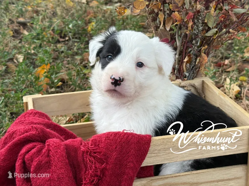 Patsy – Border Collie puppy for sale in Nashville, AR