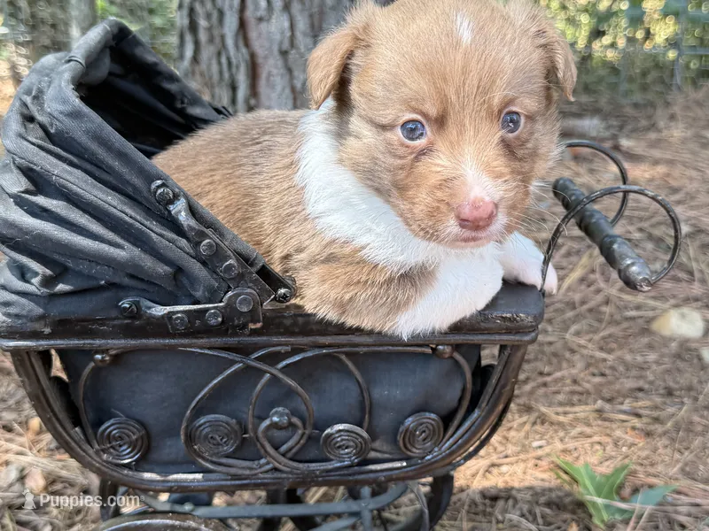Live brindle  – Cardigan Welsh Corgi, Pembroke Welsh Corgi puppy for sale in Nashville, AR