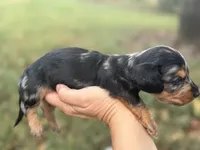 Silky dapple , a male Miniature Dachshund for sale in Nashville, AR – 2 of 7
