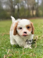 Button , a female Cavapoo for sale in Nashville, AR – Photo 2 of 3