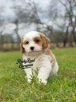 Button , a female Cavapoo for sale in Nashville, AR – Photo 3 of 3