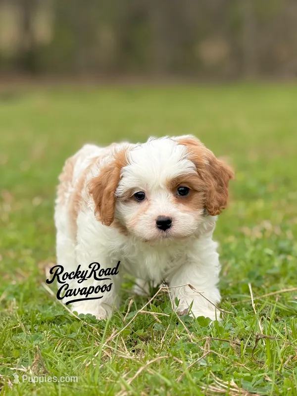Button  – Cavapoo puppy for sale in Nashville, AR