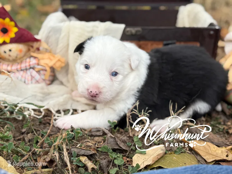 Blue eye – Border Collie puppy for sale in Nashville, AR
