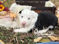 Blue eye, a female Border Collie for sale in Nashville, AR – 1 of 2