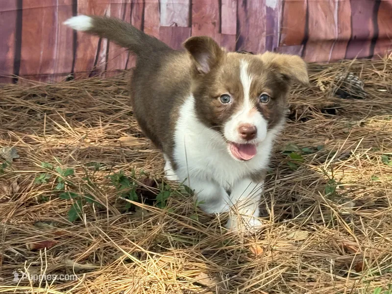 Liver Girl – Cardigan Welsh Corgi, Pembroke Welsh Corgi puppy for sale in Nashville, AR
