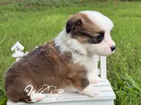Fluffy Sable Boy, a male Pembroke Welsh Corgi for sale in Nashville, AR – 3 of 3