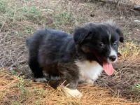 Brindle fluff , a male Cardigan Welsh Corgi and Pembroke Welsh Corgi for sale in Nashville, AR – 6 of 10