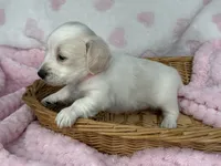 Blondie, a female Miniature Dachshund for sale in Nashville, AR – 4 of 4