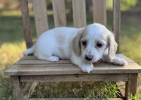 Blondie~ purple, a female Miniature Dachshund for sale in Nashville, AR – 7 of 10