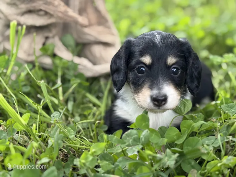 Blk n cream 2 – Miniature Dachshund puppy for sale in Nashville, AR