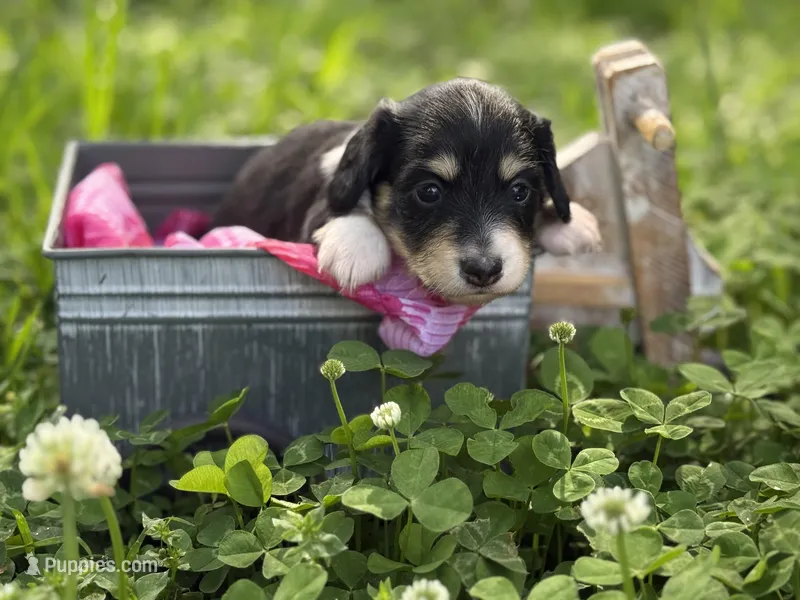 Blk n cream 2 – Miniature Dachshund puppy for sale in Nashville, AR