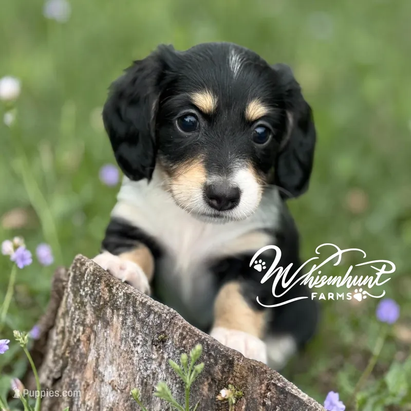 Blk n cream 2 – Miniature Dachshund puppy for sale in Nashville, AR