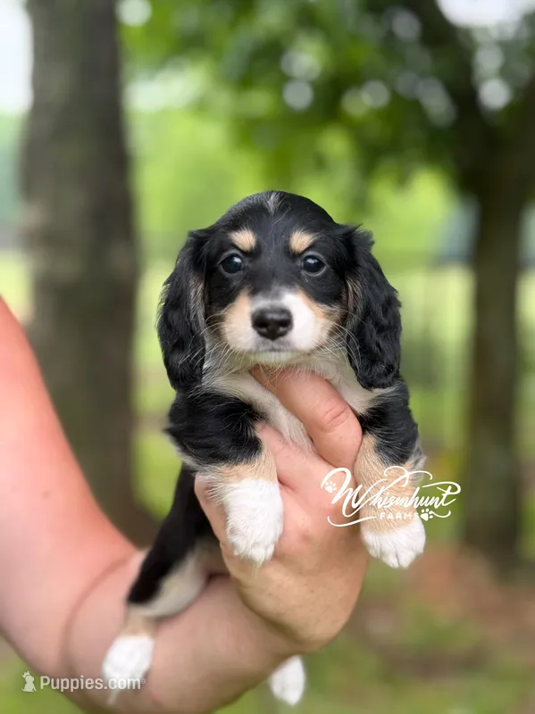 Blk n cream 2 – Miniature Dachshund puppy on hold in Nashville, AR