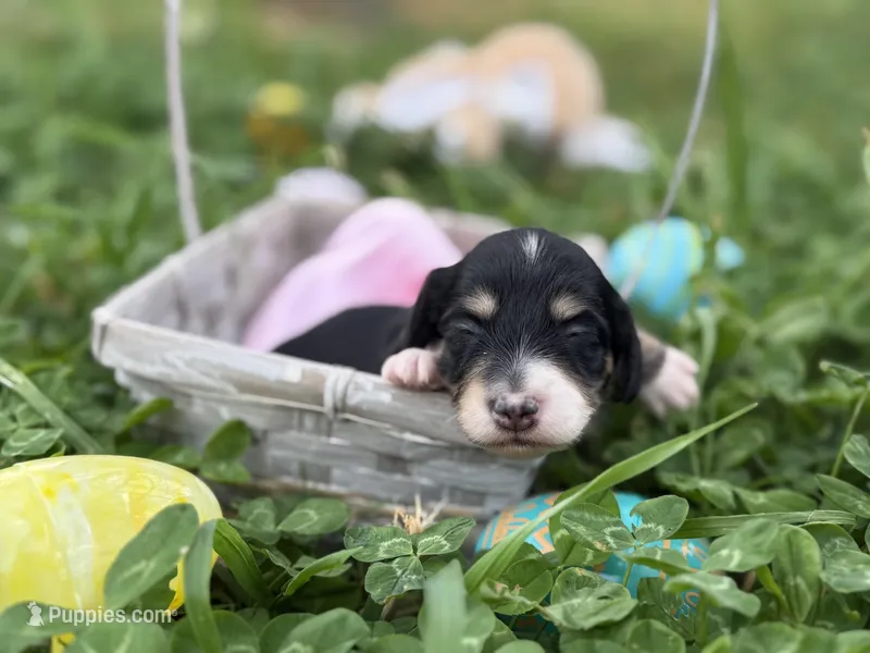Blk n cream 2 – Miniature Dachshund puppy for sale in Nashville, AR