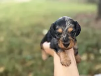 Silky dapple , a male Miniature Dachshund for sale in Nashville, AR – 6 of 7