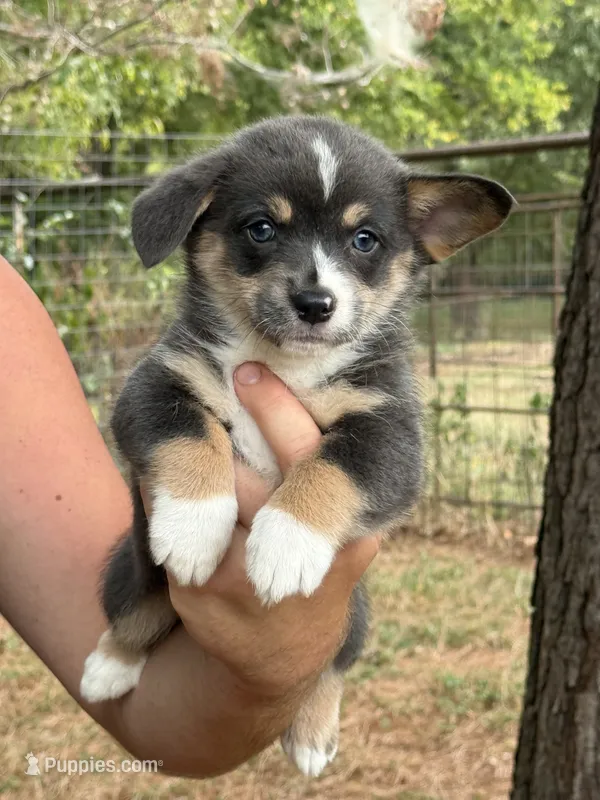Full tail bluie – Cardigan Welsh Corgi, Pembroke Welsh Corgi puppy for sale in Nashville, AR