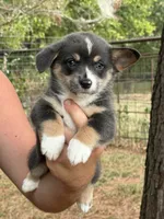 Full tail bluie, a female Cardigan Welsh Corgi and Pembroke Welsh Corgi for sale in Nashville, AR – 2 of 9