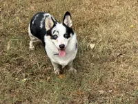 Elsa, a female Cardigan Welsh Corgi and Pembroke Welsh Corgi for sale in Nashville, AR – 3 of 6