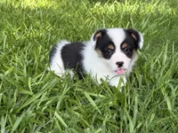 Mismark girl, a female Pembroke Welsh Corgi for sale in Nashville, AR – 1 of 6