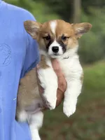 Fluff carrier, a male Pembroke Welsh Corgi for sale in Nashville, AR – 2 of 9