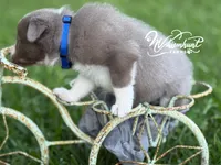Lilac Boy, a male Border Collie for sale in Nashville, AR – 8 of 10