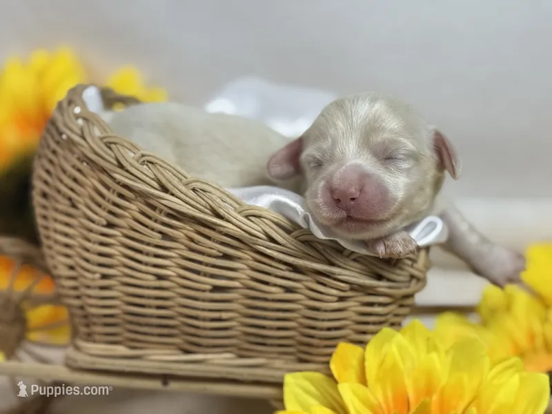 Cream female – Miniature Dachshund puppy for sale in Nashville, AR