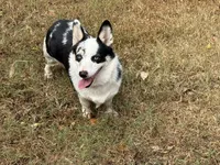 Elsa, a female Cardigan Welsh Corgi and Pembroke Welsh Corgi for sale in Nashville, AR – 5 of 6