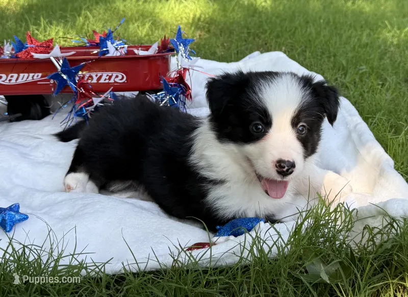 Miss priss – Border Collie puppy for sale in Nashville, AR
