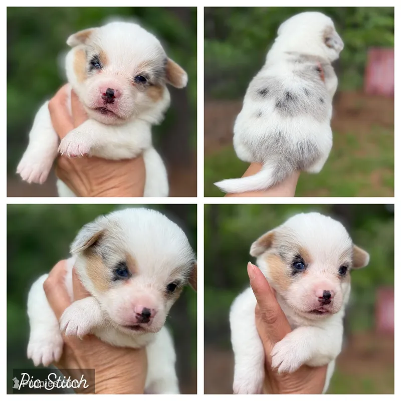 Merle Mismark with tail  – Pembroke Welsh Corgi puppy for sale in Nashville, AR