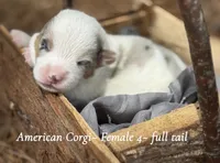 Merle Mismark with tail , a female Pembroke Welsh Corgi for sale in Nashville, AR – Photo 1 of 4