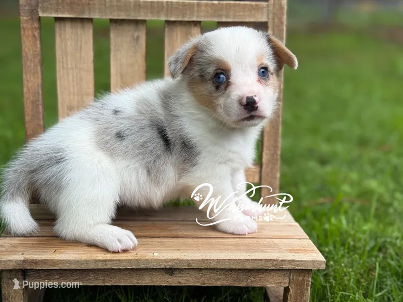Merle Mismark with tail  – Pembroke Welsh Corgi puppy on hold in Nashville, AR