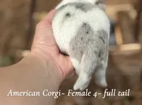 Merle Mismark with tail , a female Pembroke Welsh Corgi for sale in Nashville, AR – Photo 3 of 4