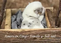 Merle Mismark with tail , a female Pembroke Welsh Corgi for sale in Nashville, AR – Photo 4 of 4