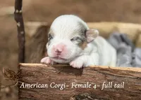 Merle Mismark with tail , a female Pembroke Welsh Corgi for sale in Nashville, AR – Photo 2 of 4