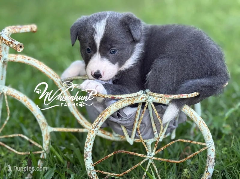 Smooth Blue G – Border Collie puppy for sale in Nashville, AR