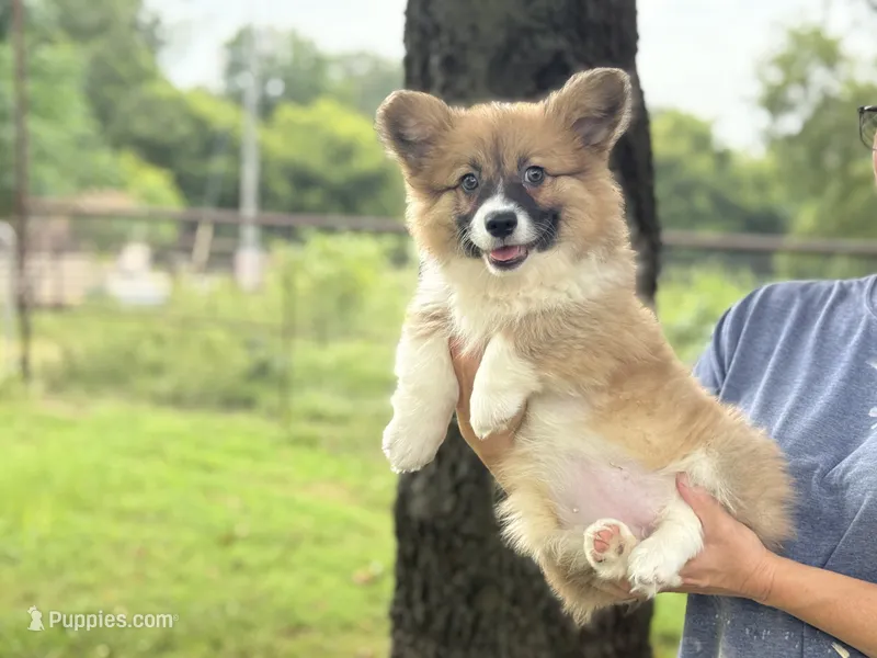 Fluff Full AKC – Pembroke Welsh Corgi puppy for sale in Nashville, AR