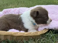 Liver Girl, a female Cardigan Welsh Corgi and Pembroke Welsh Corgi for sale in Nashville, AR – 2 of 3