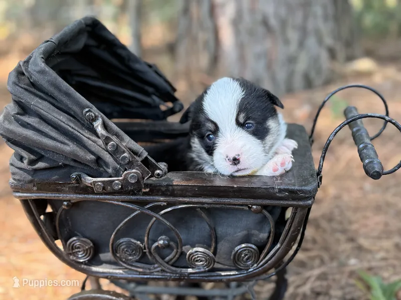 Betsy  – Cardigan Welsh Corgi, Pembroke Welsh Corgi puppy for sale in Nashville, AR